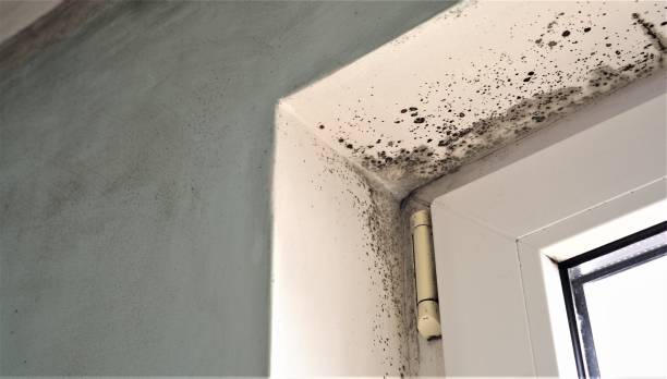 Best Crawl Space Mold Remediation  in Earlham, IA