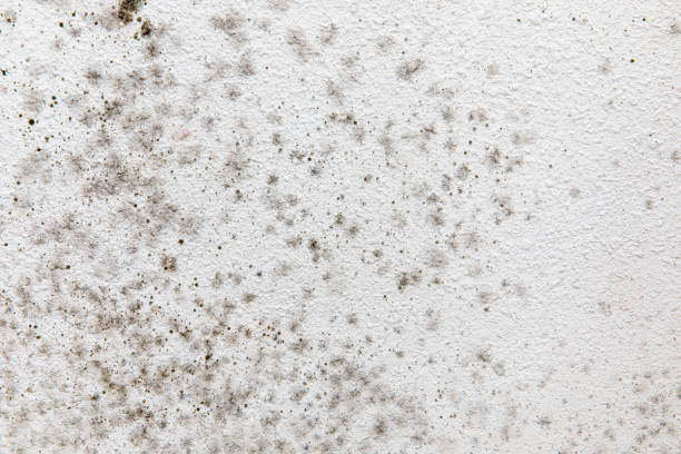 Mold Remediation for Rental Properties in Earlham, IA