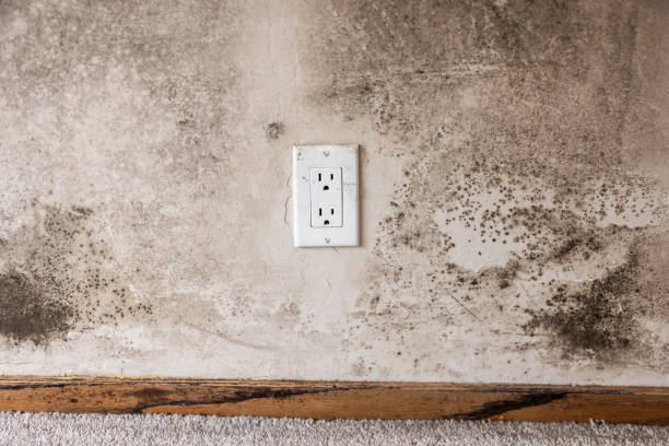 Earlham, IA Mold Removal Company