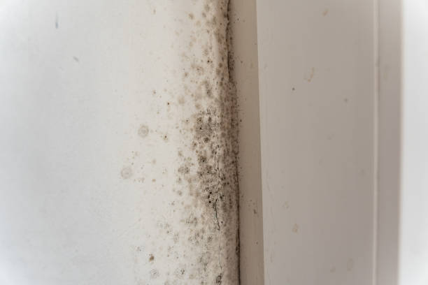 Best Industrial Mold Remediation  in Earlham, IA
