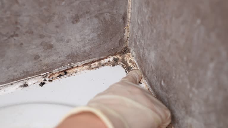 Best Attic Mold Removal  in Earlham, IA